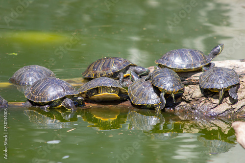 turtles in pond