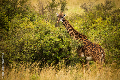 Masai Giraffe