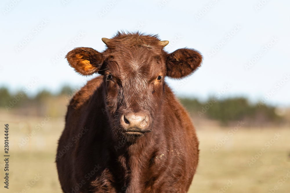 Young Cow Close up Young Cow Close up