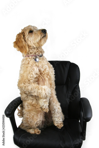 Dog Sitting Up on Office Chair #230144486
