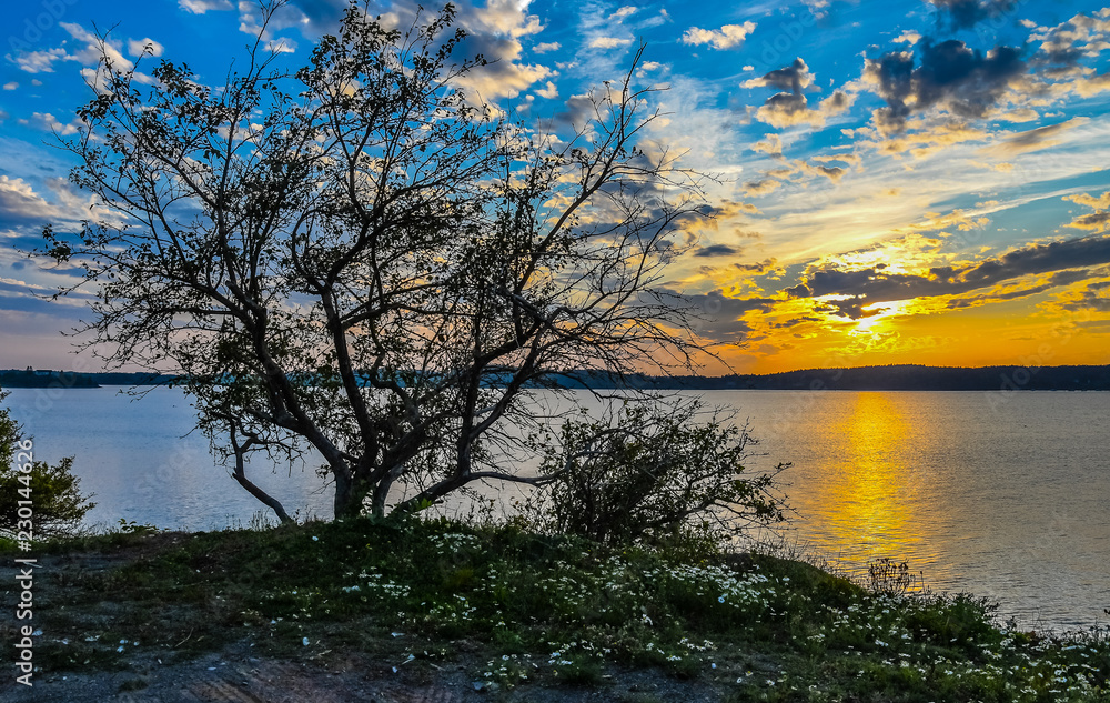 Fototapeta premium Branches and Wildflowers at Sunset