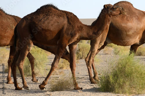 Camels in the Maranjab Desert, Iran © nyiragongo