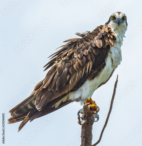 Portrait of an Osprey photo