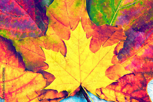 Autumn background of yellow and colored leaves 