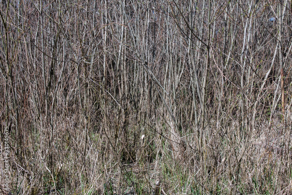 Willows Willows