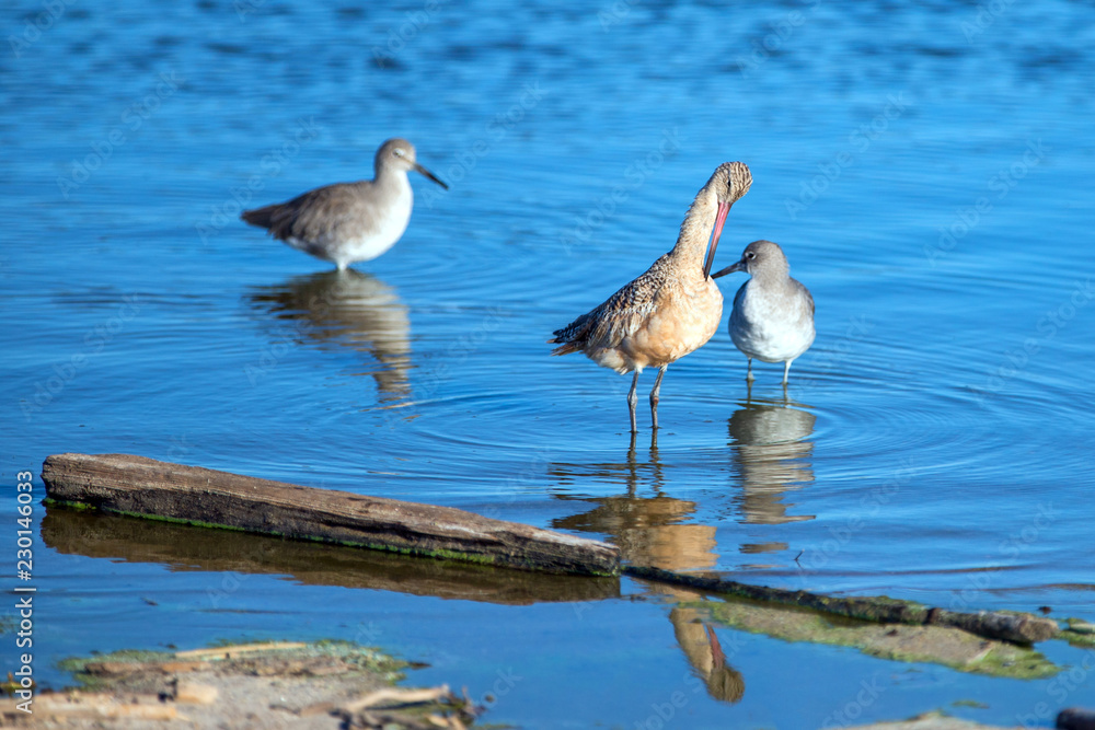 Three Whimbrel shorebirds wading in Ventura estuary preserve in California United States Three Whimbrel shorebirds wading in Ventura estuary preserve in California United States