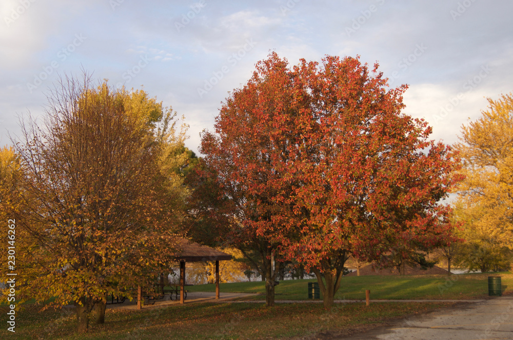 Autumn Fall Trees Colorful