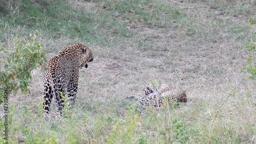 Wallpaper Mural Male and female Leopard mating and love making, Maasai Mara Torontodigital.ca