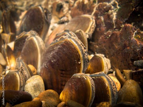 Mussel bed