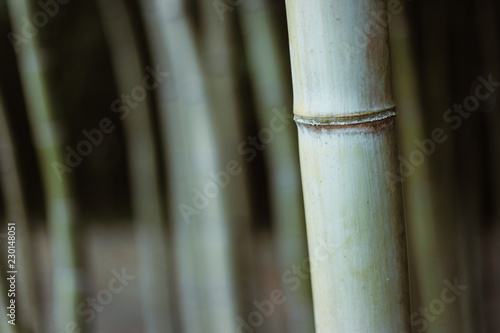 Gros plan texture bambou