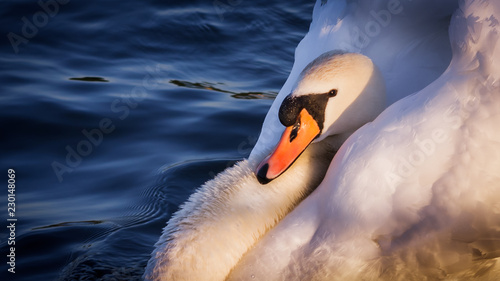 close up of swan on lake
