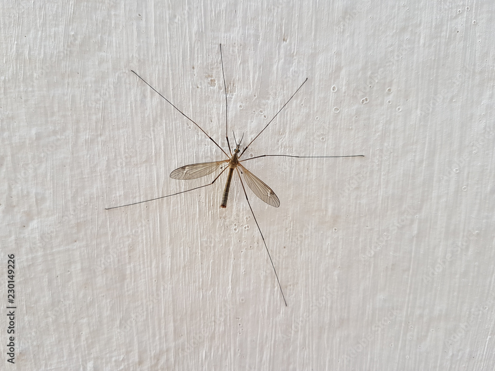 big mosquito on the wall