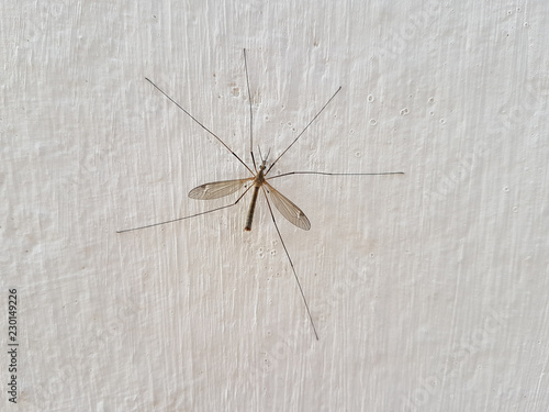 big mosquito on the wall