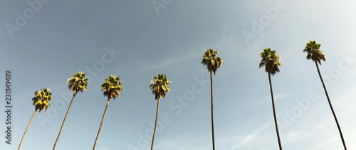 Classic Los Angeles palm trees in 2.40:1 aspect ratio