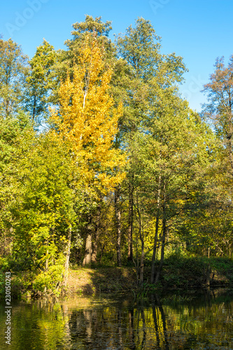 Autumn landscape. Golden trees in the autumn park