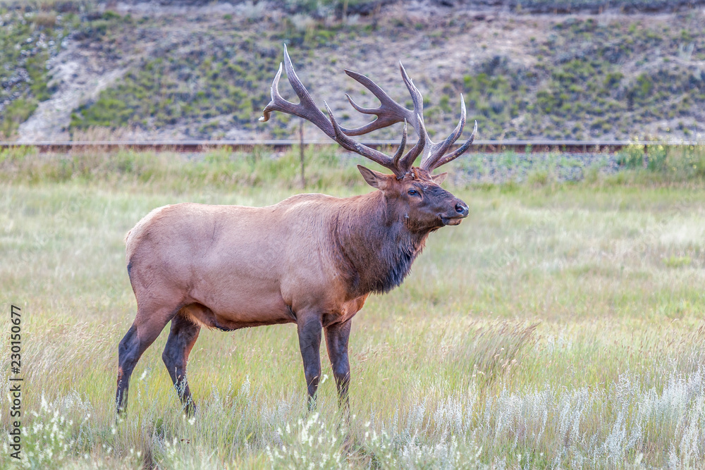 Fototapeta premium Male Elk or Wapiti in Jasper National Park.Alberta.Canada
