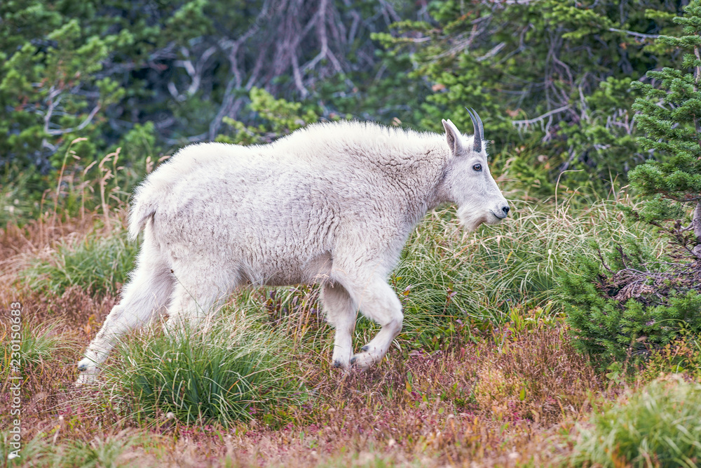 Mountain Goat.Glacier National Park.Montana.USA Mountain Goat.Glacier National Park.Montana.USA