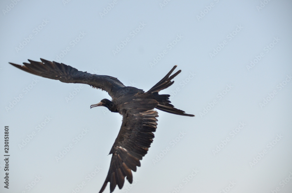Fototapeta premium ガラパゴス グンカンドリ