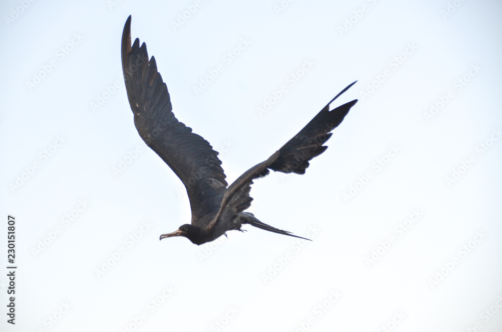 Obraz premium ガラパゴス グンカンドリ