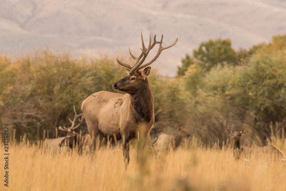 Three Antlers are Always Better Than Two Three Antlers are Always Better Than Two