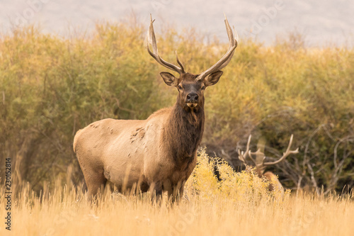 Three-Antlered Elk II