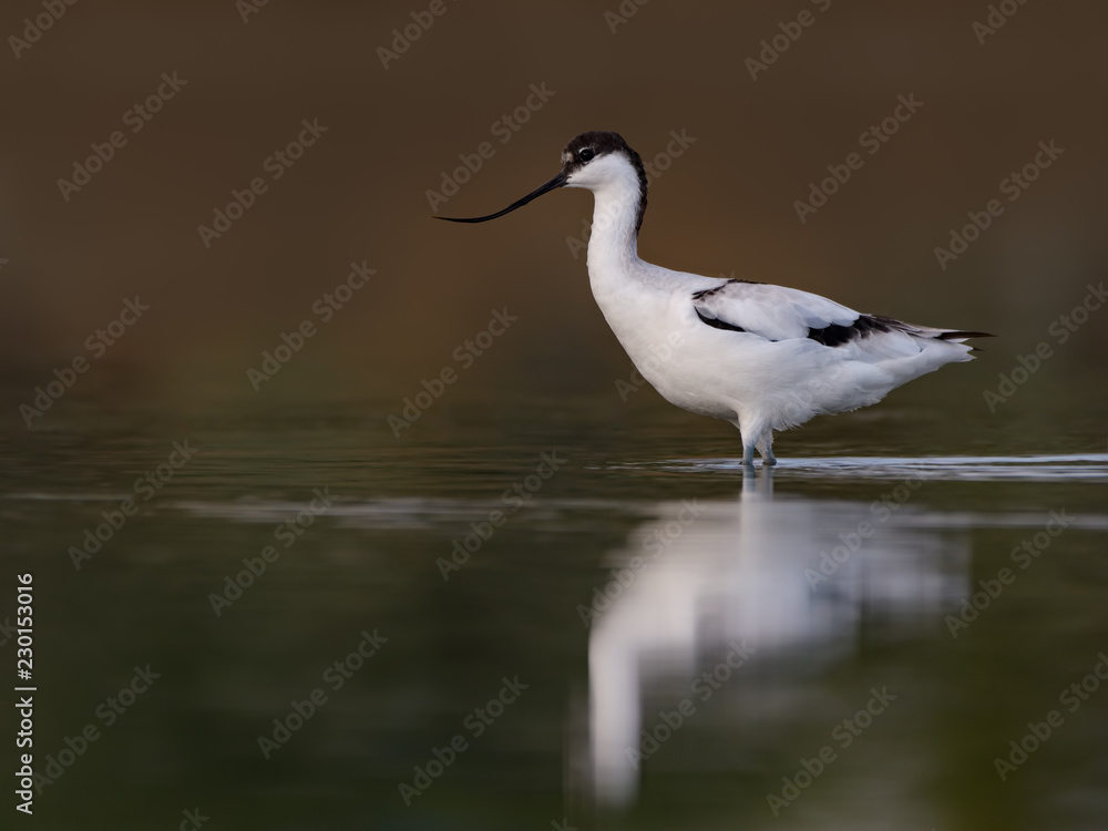 Pied Avocet with Reflection Foraging on the Pond in Early Morning Pied Avocet with Reflection Foraging on the Pond in Early Morning