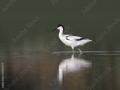 Pied Avocet with Reflection Foraging on the Pond in Early Morning © FotoRequest