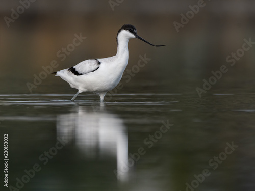 Pied Avocet with Reflection Foraging on the Pond in Early Morning