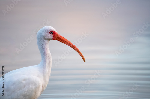 bird portrait