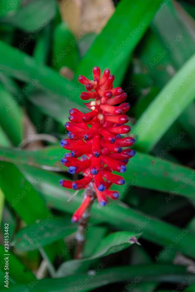 a beautiful red flower in royal botanic garden