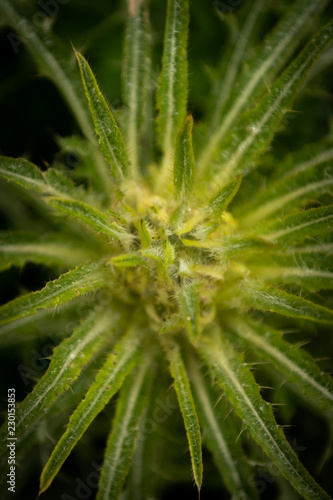 Abstract of Green Spiky Plant