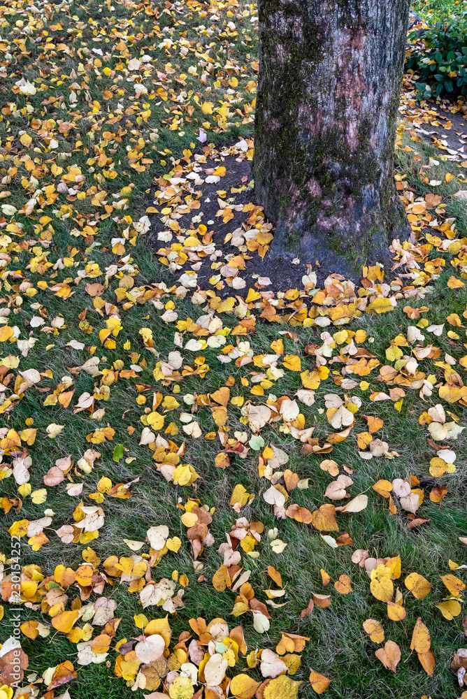 Yellow cottonwood leaves scattered on black asphalt, as a background
