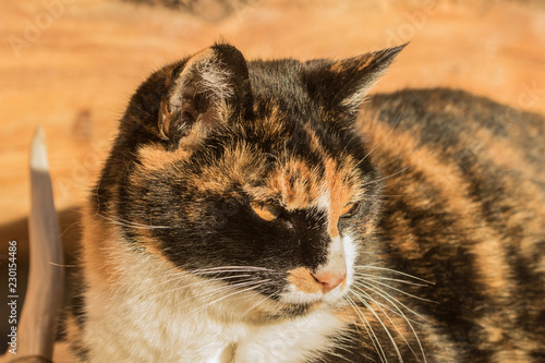 Bild auf Leinwand Lucille the Calico Cat