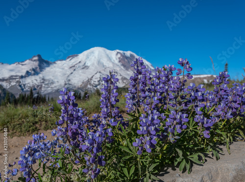 Lupine Bloom Below Mount Rainier photo