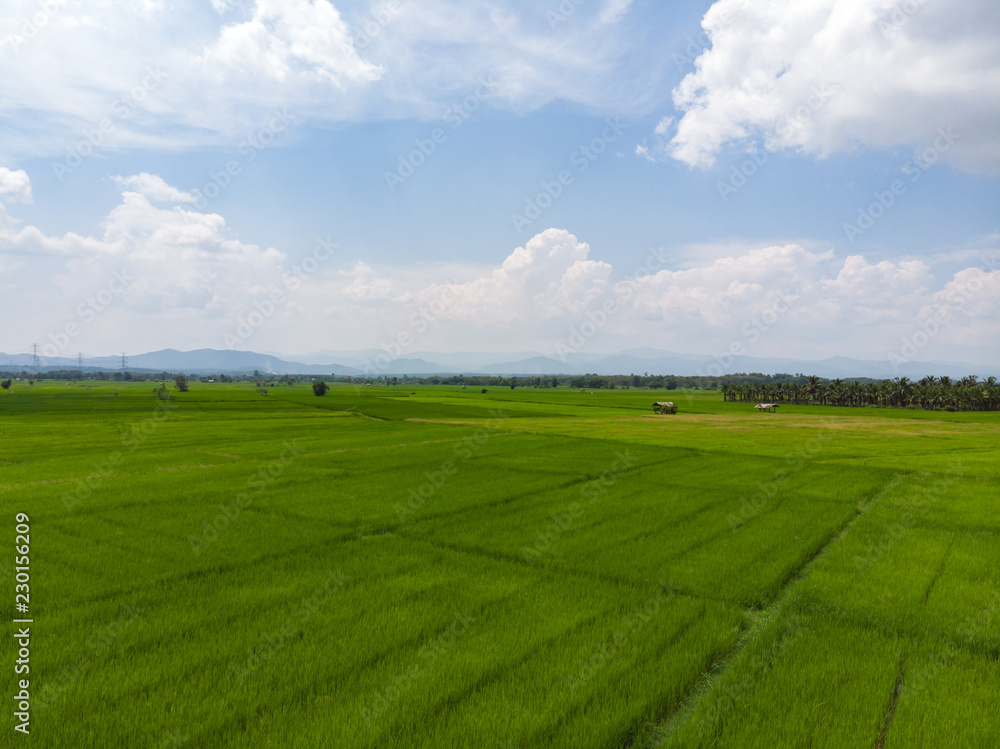 Obraz premium Green rice field