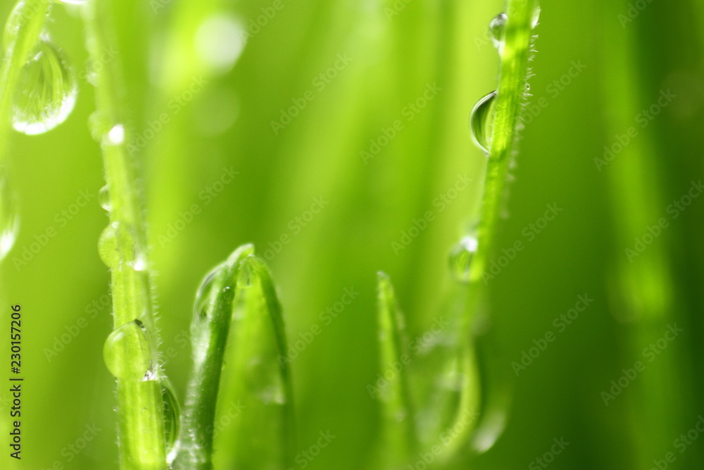 Fototapeta premium Trawa pszeniczna / Trawa pszeniczna to świeżo porośnięte pierwsze liście rośliny pszenicy zwyczajnej, używane jako pokarm, napój lub suplement diety