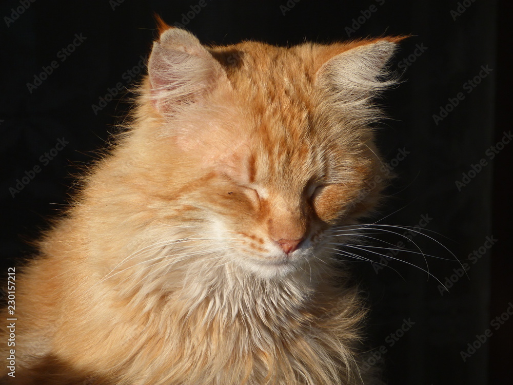 Cats posing at the sunset light Cats posing at the sunset light