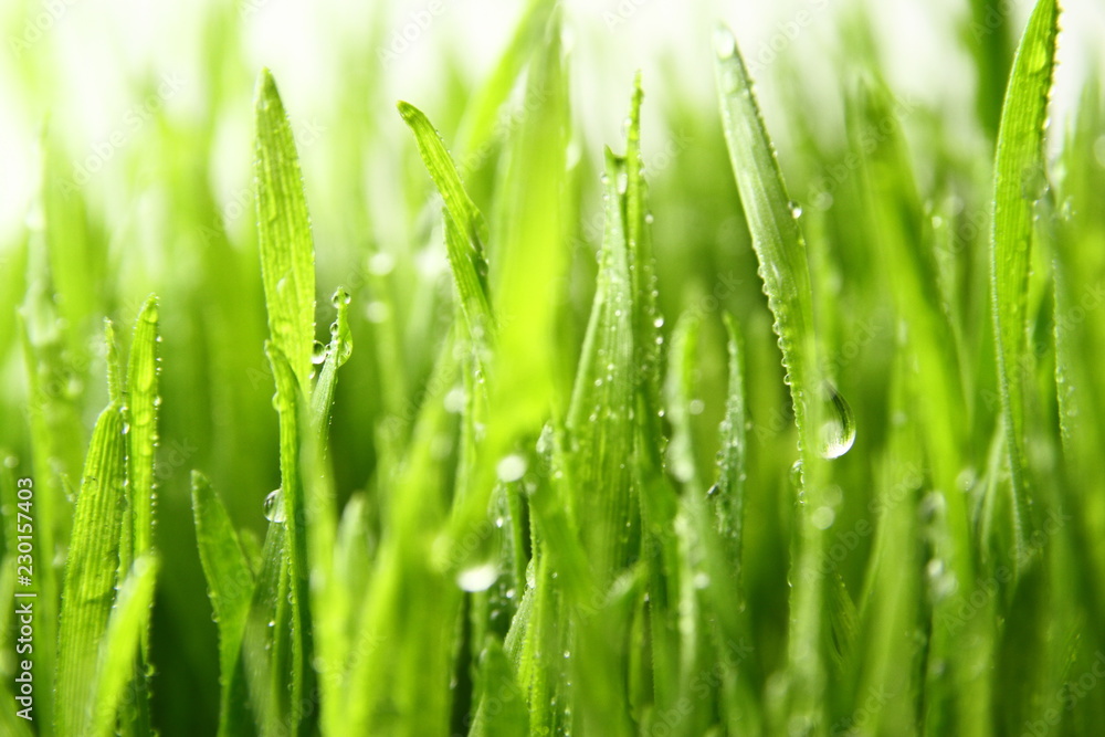 wheat grass ass background / Wheatgrass is the freshly sprouted first leaves of the common wheat plant, used as a food, drink, or dietary supplement wheat grass ass background / Wheatgrass is the freshly sprouted first leaves of the common wheat plant, used as a food, drink, or dietary supplement
