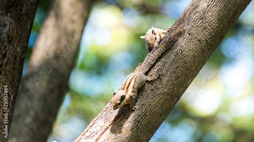 Two Himalayan striped squirrel playing on tree branch in the morning.