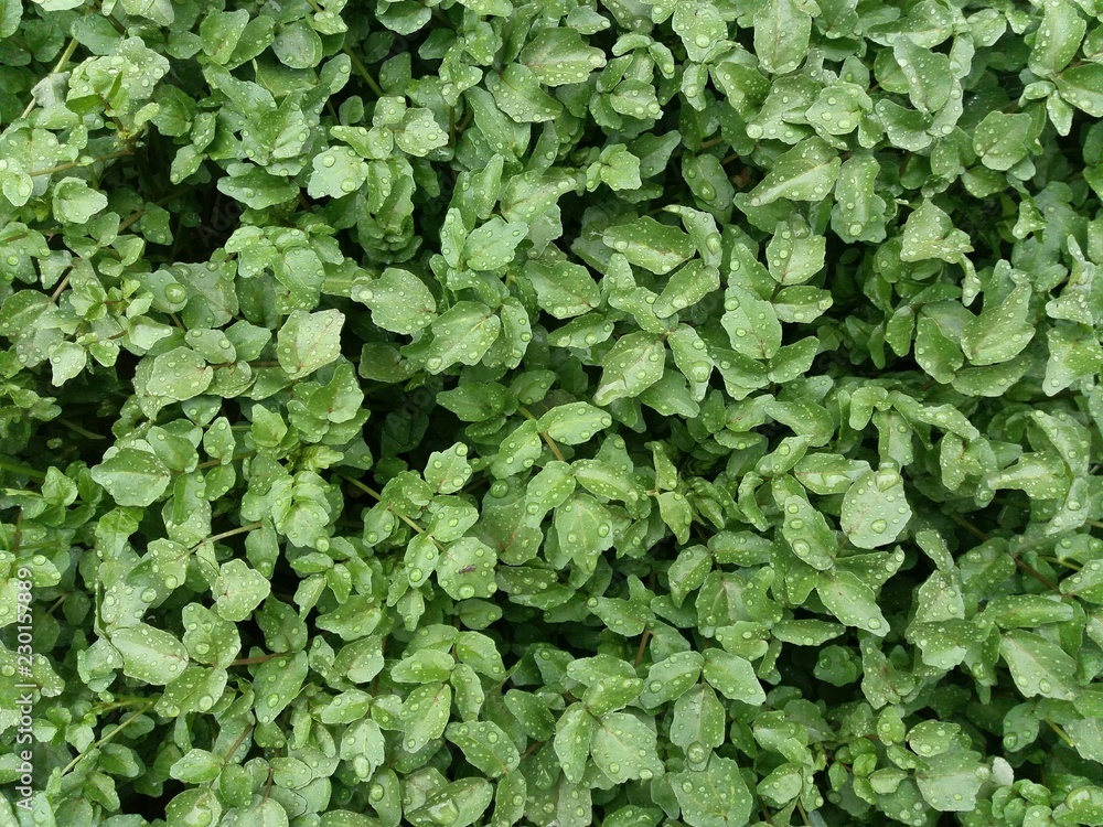 close view of bush with water drops on its green leaves, location, huasao, cusco, peru. close view of bush with water drops on its green leaves, location, huasao, cusco, peru.
