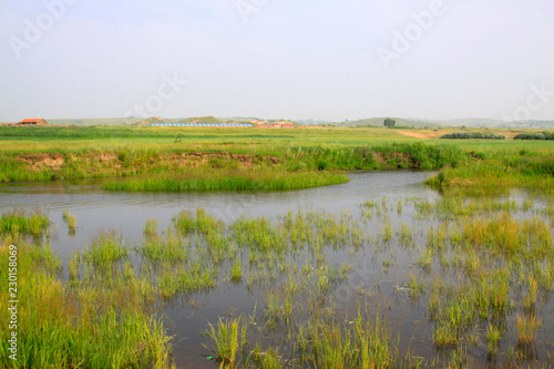 marsh in the grassland