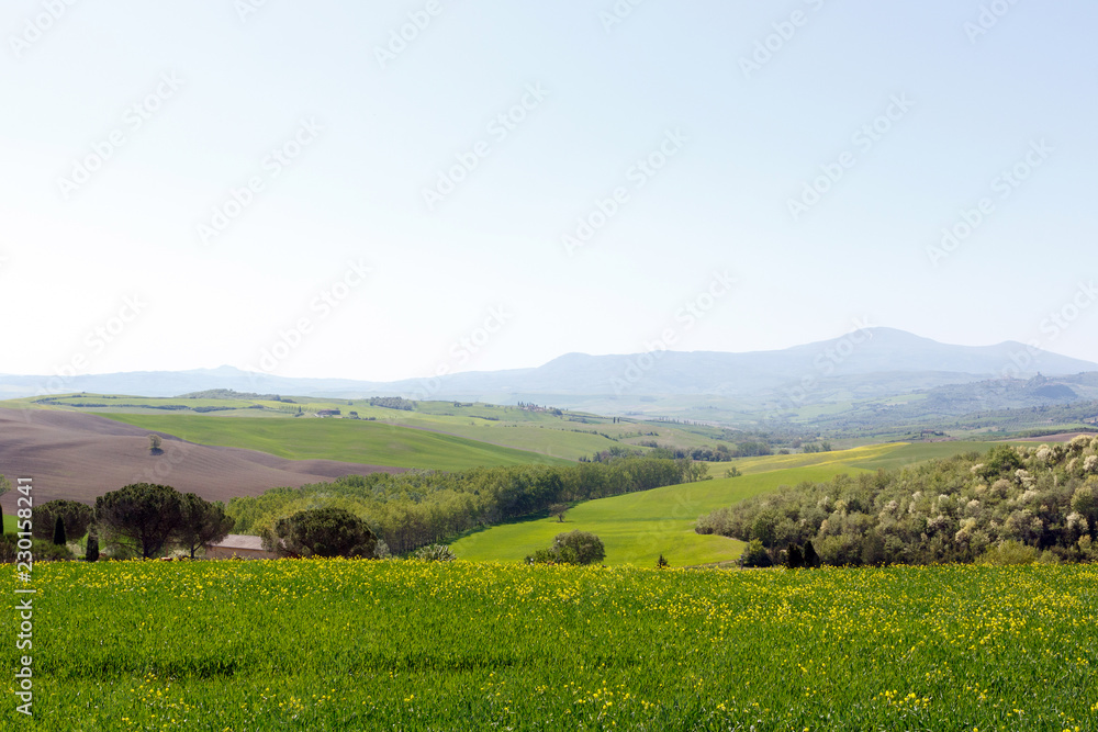 Landscape of green grass with yellow flowers and hills in the Tuscan countryside, Tuscany, Italy