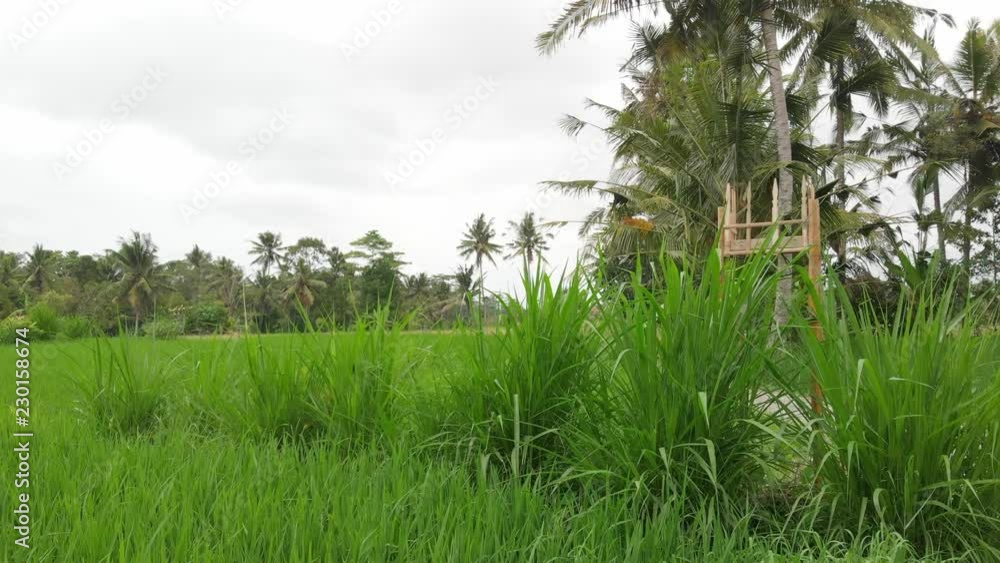Green background. 4K flying drone video of rice field on Bali island. Green and yellow landscape. Rice farm, grass, nature. Green background. 4K flying drone video of rice field on Bali island. Green and yellow landscape. Rice farm, grass, nature.