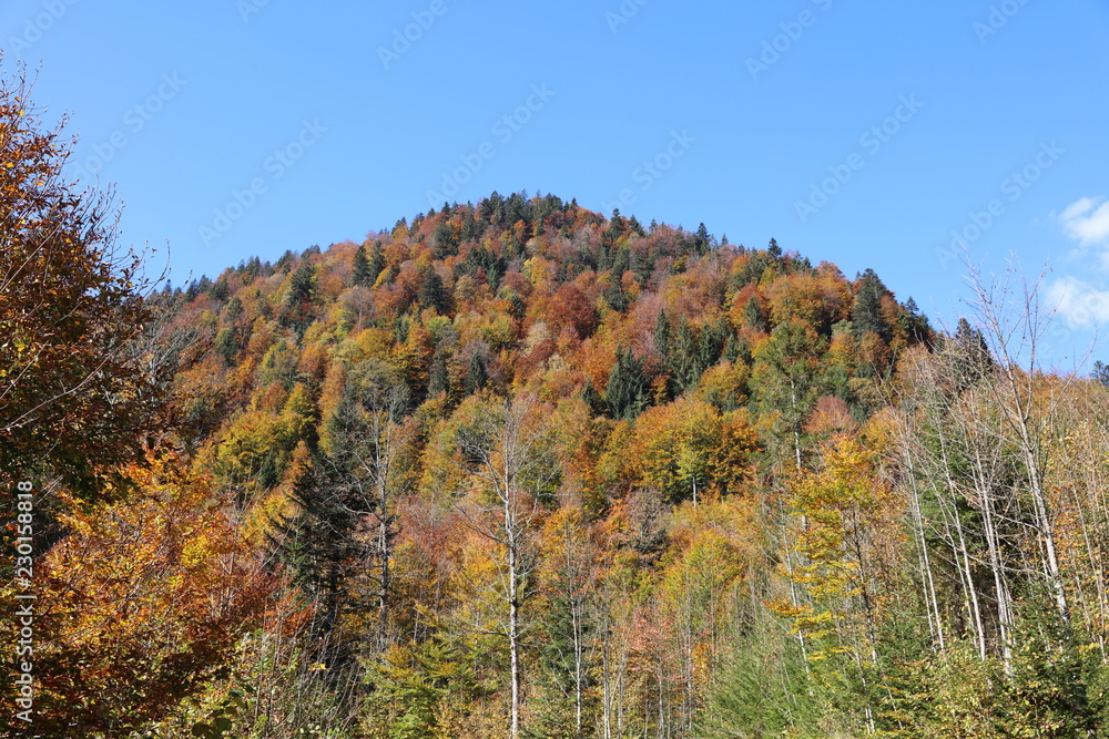 Fototapeta premium Colourful autumn forest in mountains 3501