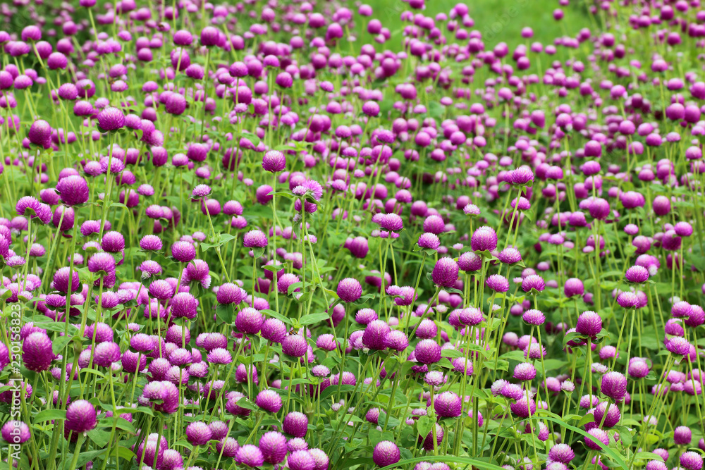 purple flowers, bachelor button, gomphrena, flowers in the garden