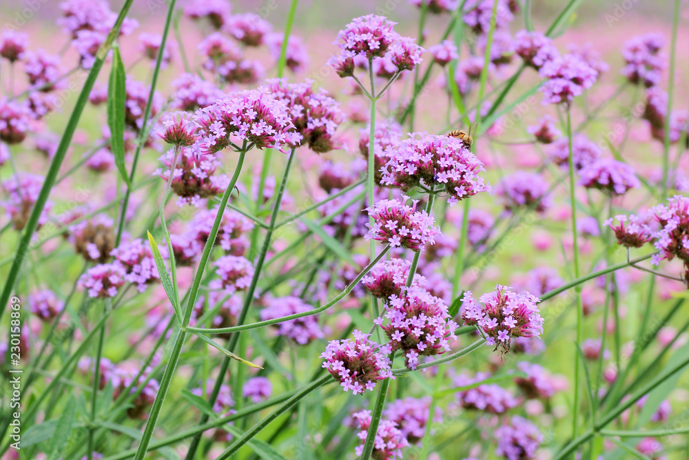 Beautiful blooming purple verbena flower in garden Beautiful blooming purple verbena flower in garden