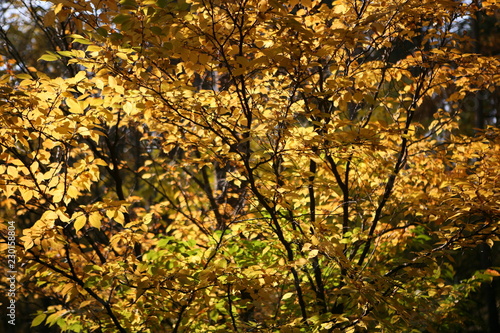 autumn leaves on tree © Elizaveta