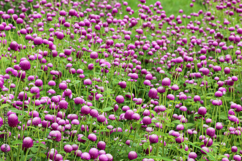 purple flowers, bachelor button, gomphrena, flowers in the garden