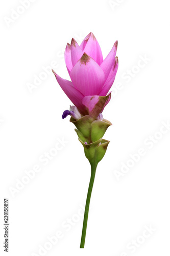 Siam tulip flower isolated on white background   Krachai flower  