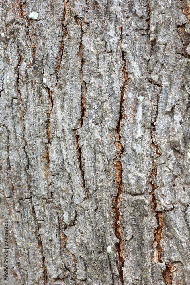 bark nature pattern texture for background. bark nature pattern texture for background.